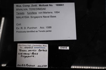 Media type: image;   Malacology 169661 Description: Digital documentation photo of preserved specimen;